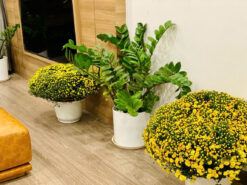 Căn hộ The View Riviera Point, Quận 7