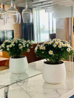 Căn hộ The View Riviera Point, Quận 7